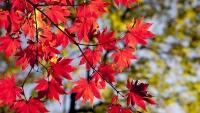 podzim maple-leaves-2789234 1280